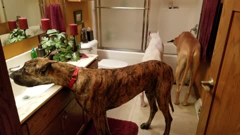Thirsty Great Danes drinking from sink and tub