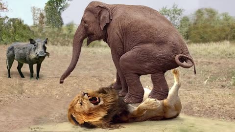 Hunter becomes prey _ herd of elephants take down lion to save warthog, elephant vs rhinoceros