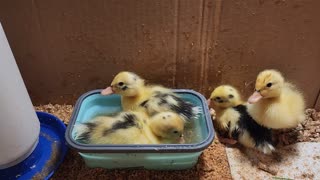 Baby Ducks Taking Turns