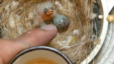 Hand Feeding Baby Birds (Canary & Gouldian Finch)