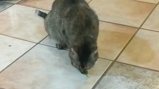 Cat tries piece of spinach, gives expected reaction