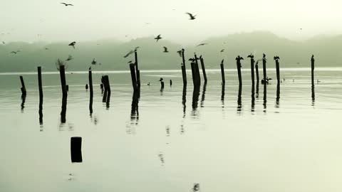 Birds on Wood (Free to Use HD Stock Video Footage)