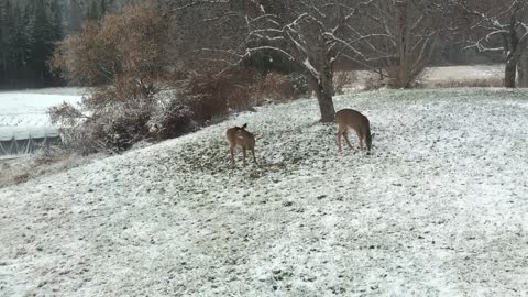Baby deer and mom frolic in first snow of the season