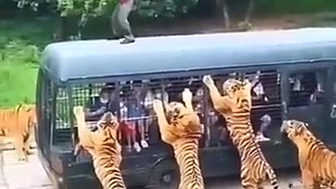 Man vs tigers