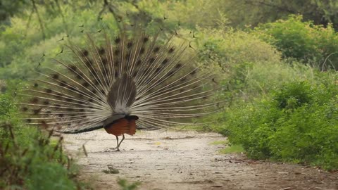 A beautiful bird peacock dancing