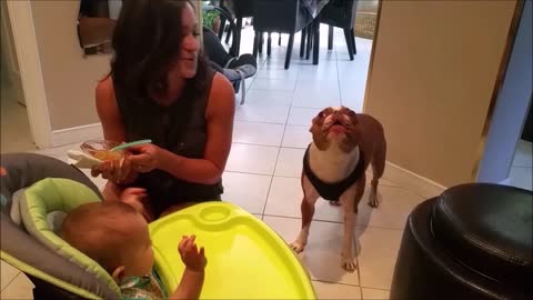 Boston Terrier Entertains Baby By Singing Peekaboo