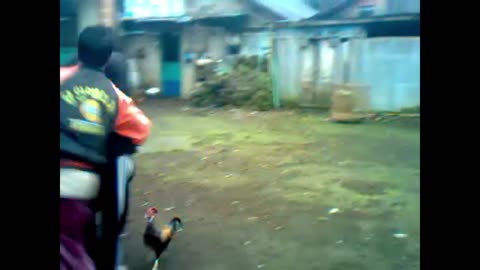 Funny Chicken Chasing People! 2024