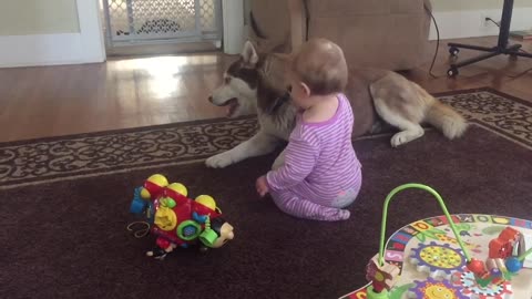 Adorable compilation of Husky and baby playtime