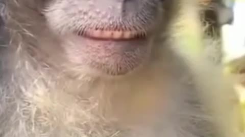 Funny video of monkey