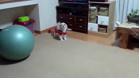 funny dogs moment