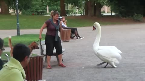 Swan and dog