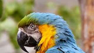 Beautiful colorful parrots