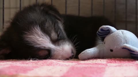 Cute dog sleeping with kids toy