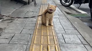 a cat on a street