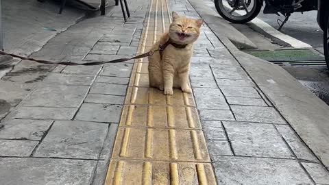 a cat on a street