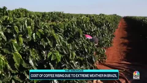 Cost Of Coffee Rises Due To Extreme Weather In Brazil