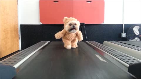 Munchkin The Teddy Bear Dog Loves Working Out On The Treadmill