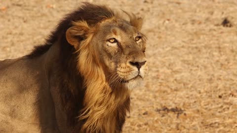 Archive video of Cecil the Lion and his pride