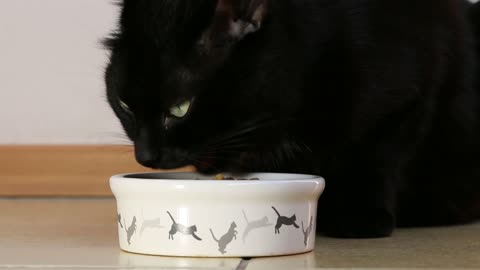 Black Cat Eating