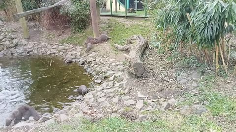 Otters Swimming and Having Fun