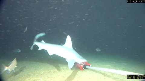 Científicos descubren un fósil de un gigantesco tiburón prehistórico en aguas australianas