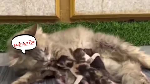 😹😹 Mom cat is crying for her poor little baby 💔#cat #sad love is gonee🫡🫡