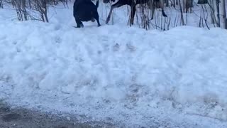 Moose Encounter with Dog at Off-Leash Dog Park