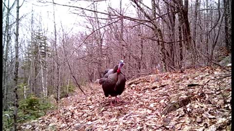 Wild turkey seems annoyed with camera on his morning walking trail