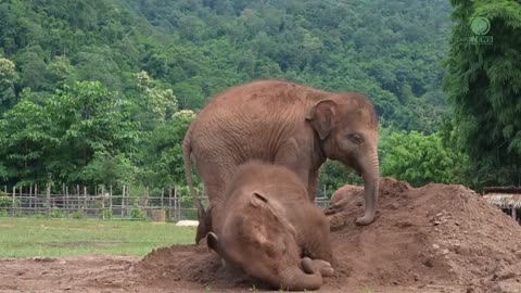 Cute Baby Elephant Pyi Mai Doesn't Want Her Playmate Take A Nap - ElephantNews