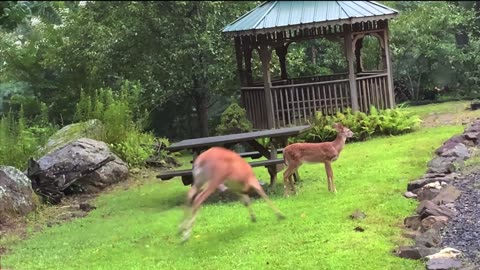 NW NC at The Treehouse 🌳 Breaking news. Scamp is a boy. Birth to buds video. DOB 6/12/22