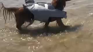 Dog dressed as shark at the beach