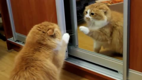 Confused Cat Bounces Off Mirror while Fighting its Own Reflection