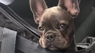 French Bulldog Delivers Adorable Puppy Eyes