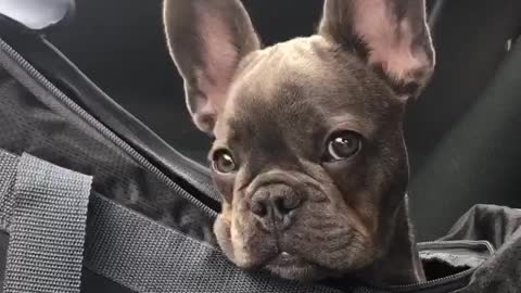 French Bulldog Delivers Adorable Puppy Eyes