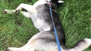 Husky who broke.