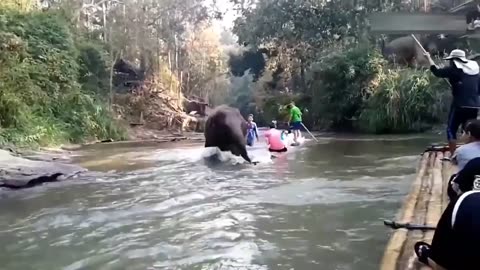 Elephant attacks the local people, hopefully no major harm
