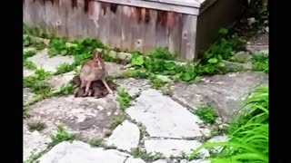 Mother bunny nurses her babies in the most adorable way