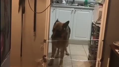 Dog outsmarts the invisible challenge