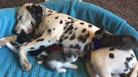 Dalmatian sleeps though foster kittens' playful antics