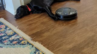 Tired Dog Will Not Move for Roomba