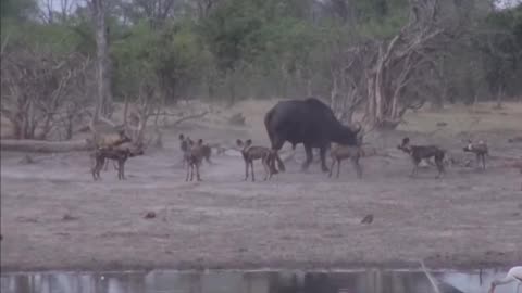 Wild Dogs vs Cape Buffalo at Water Hole