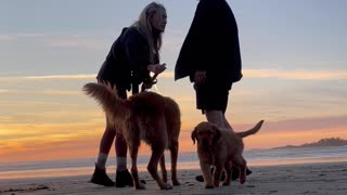 Golden Retriever Pup Investigates Camera