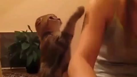 Cute kitten likes to get pampered