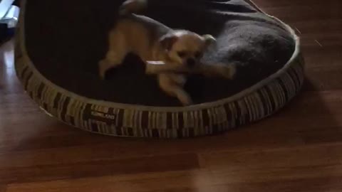 Little dog steals German shepherds bone