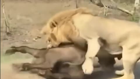 Lion Try to Eat 🐏🐏