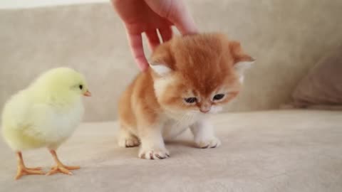 Kittens walk with a little chicken