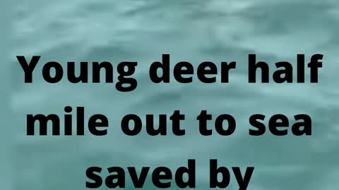Young deer half mile out to sea saved by fisherman #rumble