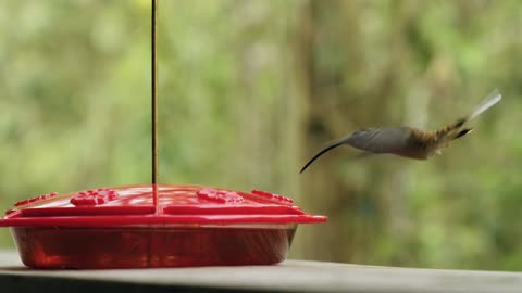 Breathtaking Colorful Birds of the Rainforest