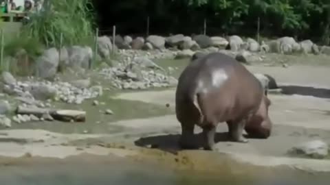 The Hippo With Bad Gas!