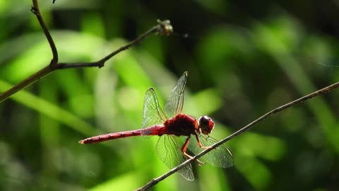 Insect Nature Dragonfly Fauna Armenia